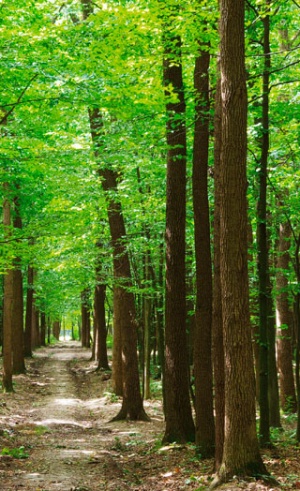 Waldbewirtschaftung von Klein- und Kleinstprivatwäldern