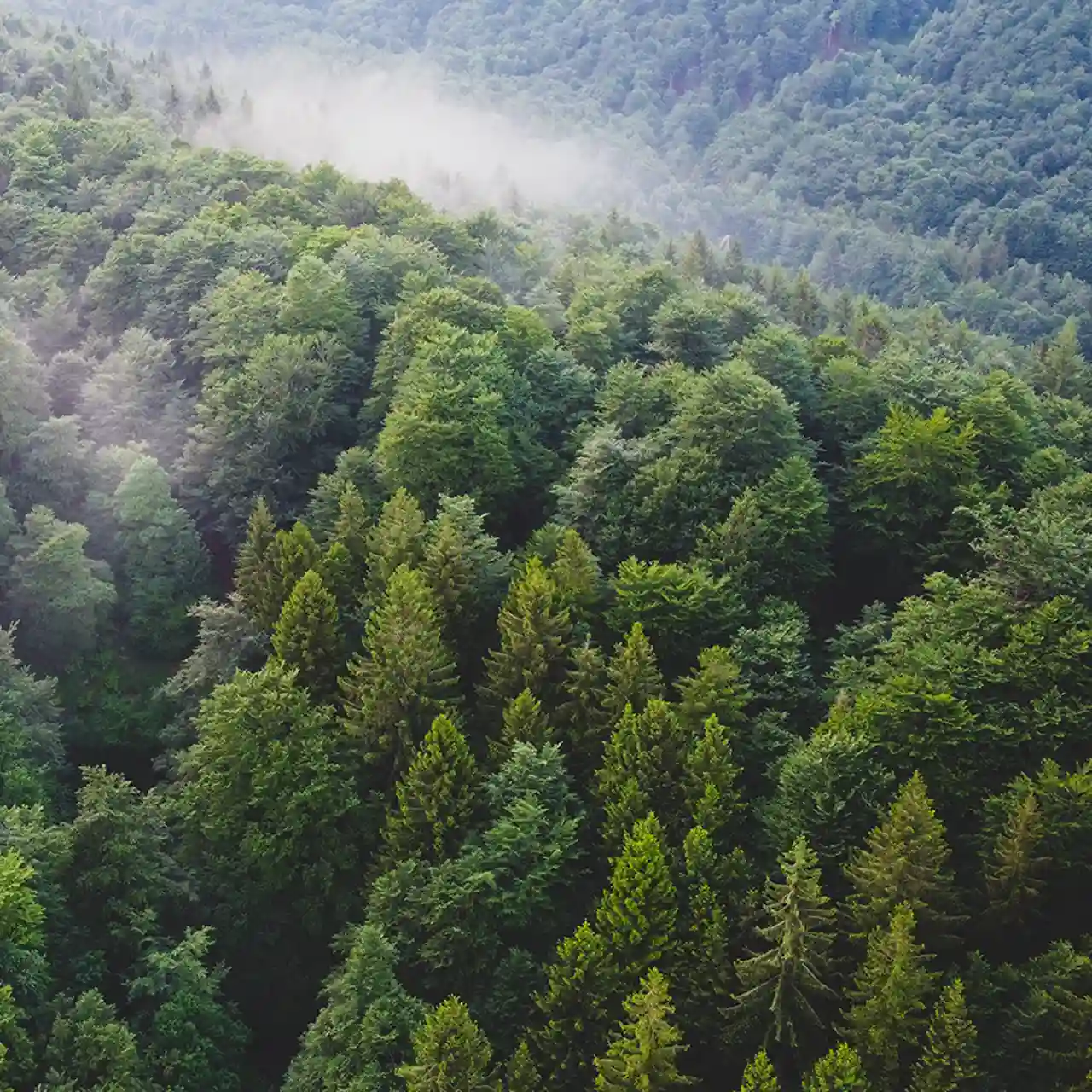 Schmitz-Waldwirtschaft__71